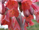 کالانکوئه دایگریمونتیا